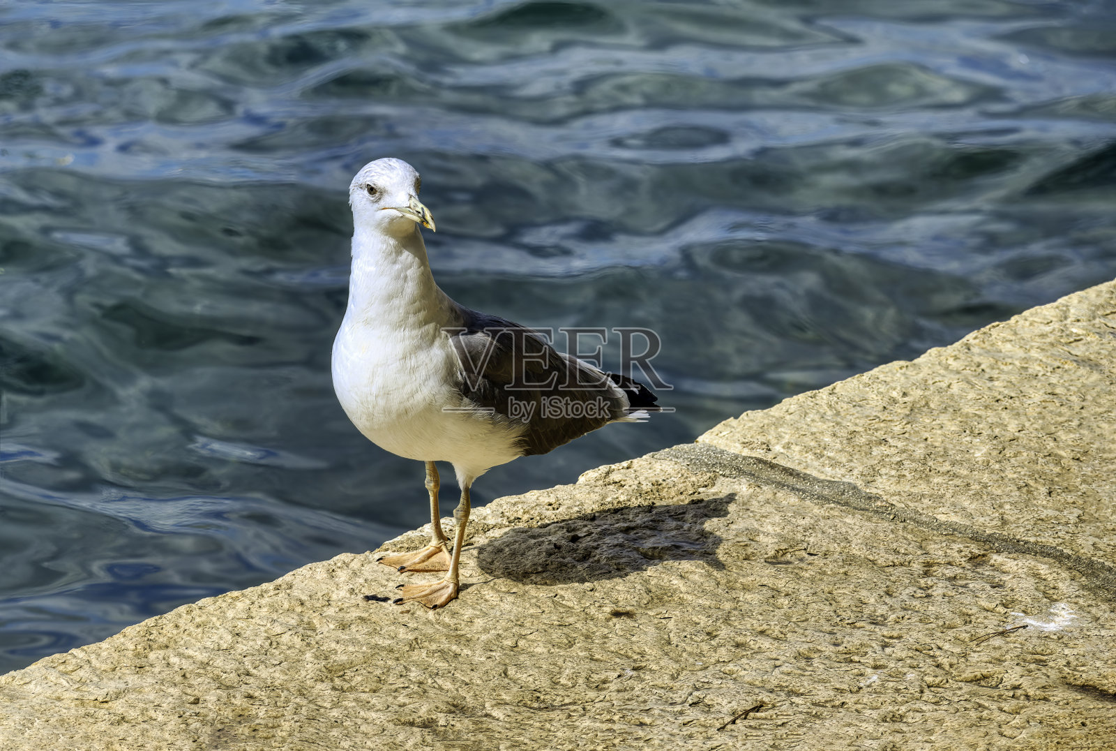 黄腿鸥- Larus michahellis照片摄影图片