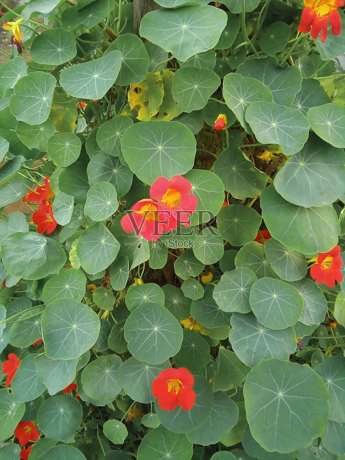 盛开的照片摄影图片