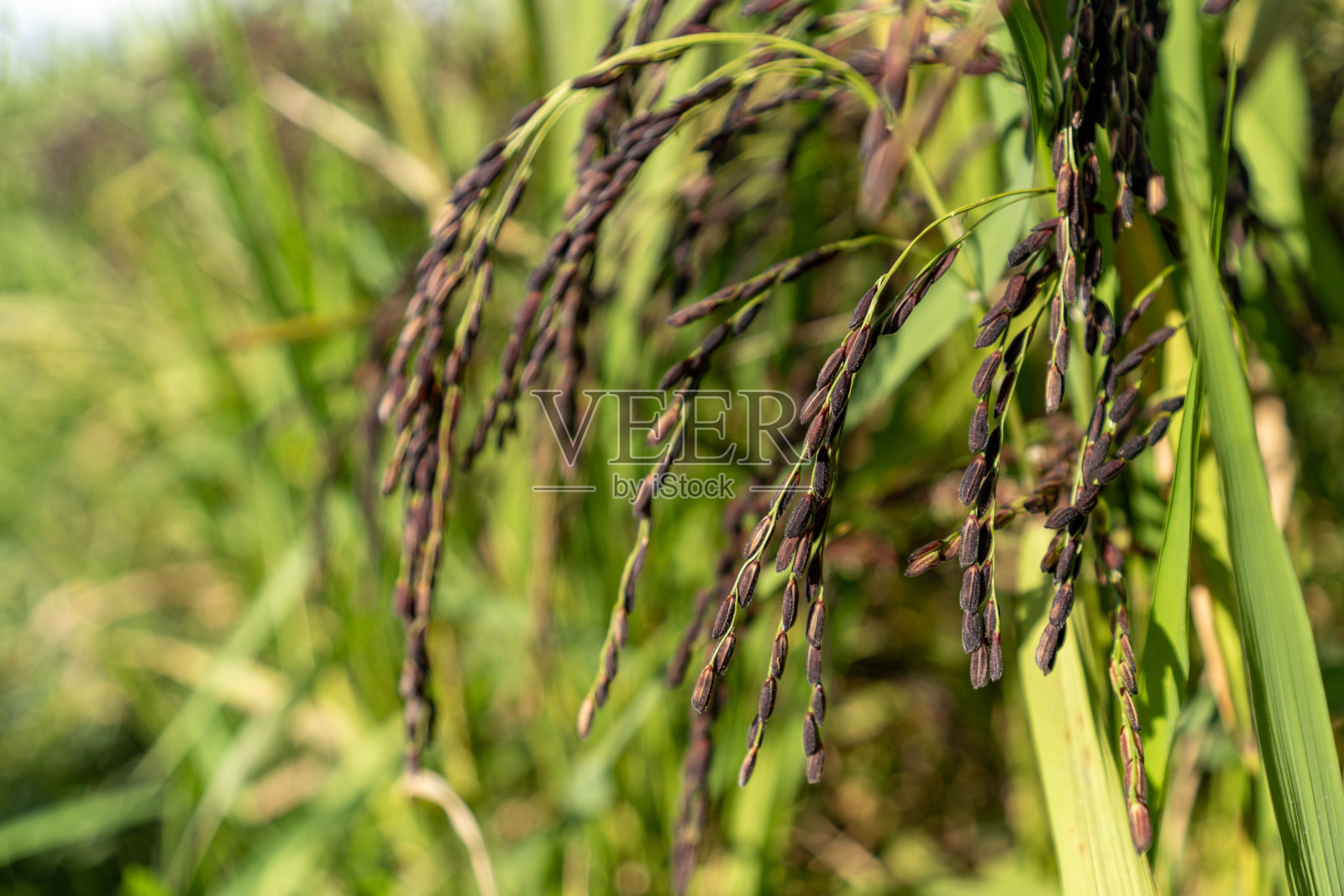 田野里的黑米特写照片摄影图片