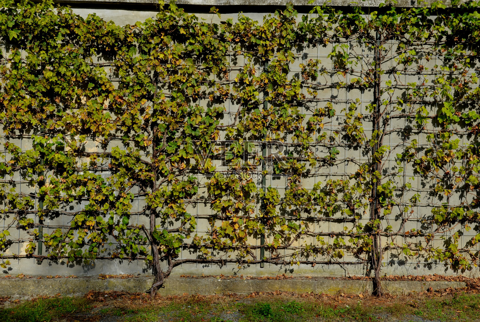 栽培时尚品种的酿酒葡萄。藤蔓被固定在混凝土墙上的金属格丝栅栏上。棚架支撑着树的形状。把园艺剪照片摄影图片