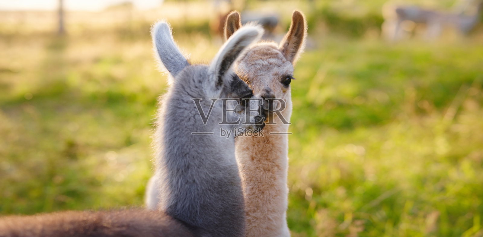 美丽的日出欧洲农场景色照片摄影图片