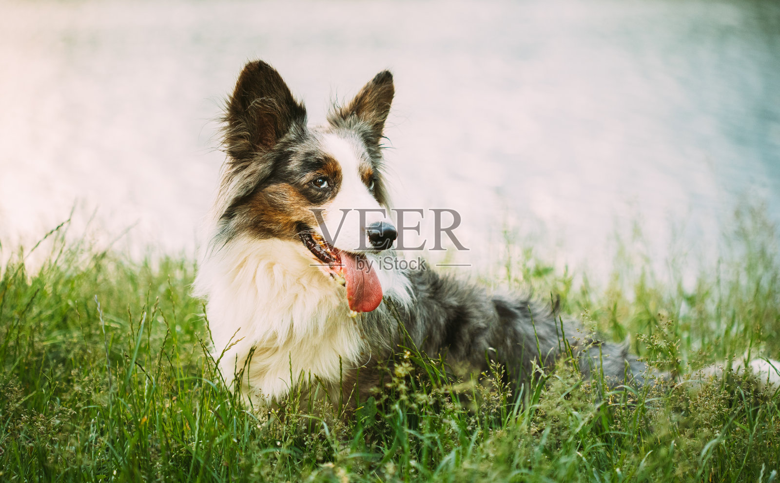 有趣的蓝山鸟开衫威尔士柯基狗在公园湖的绿色夏季草地上玩耍。威尔士柯基是一种小型的牧羊犬，起源于威尔士照片摄影图片