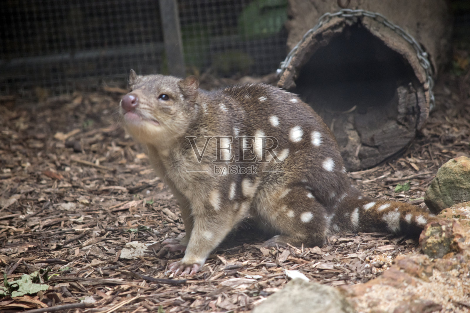 那只袋鼬在空气中嗅气味照片摄影图片
