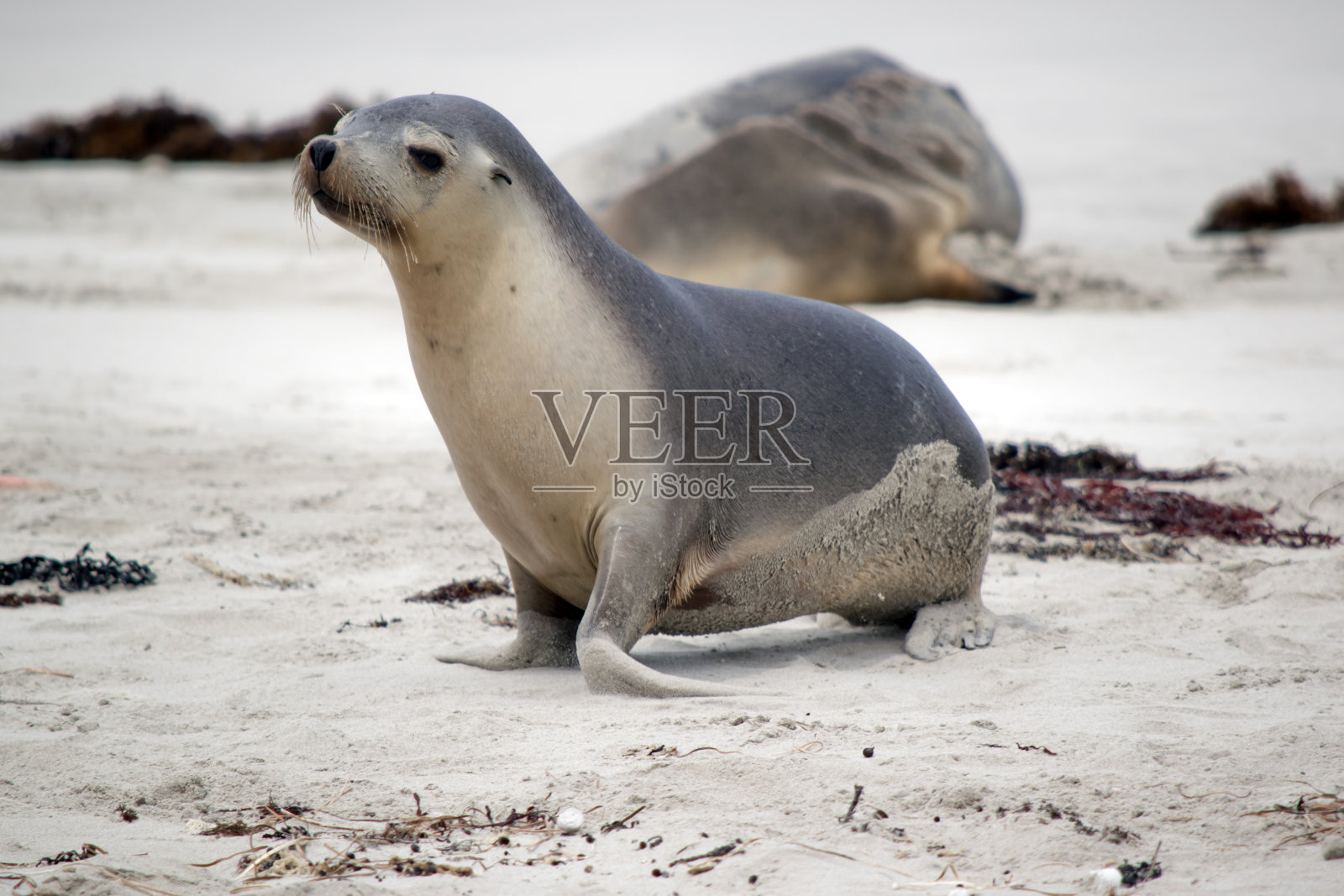 海狮幼崽上灰下白照片摄影图片