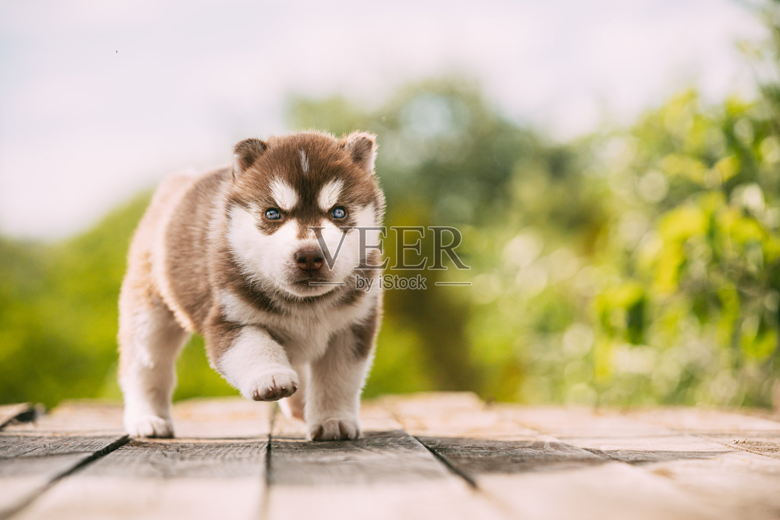 四周大的白棕色哈士奇幼犬站在木地板上。照片摄影图片