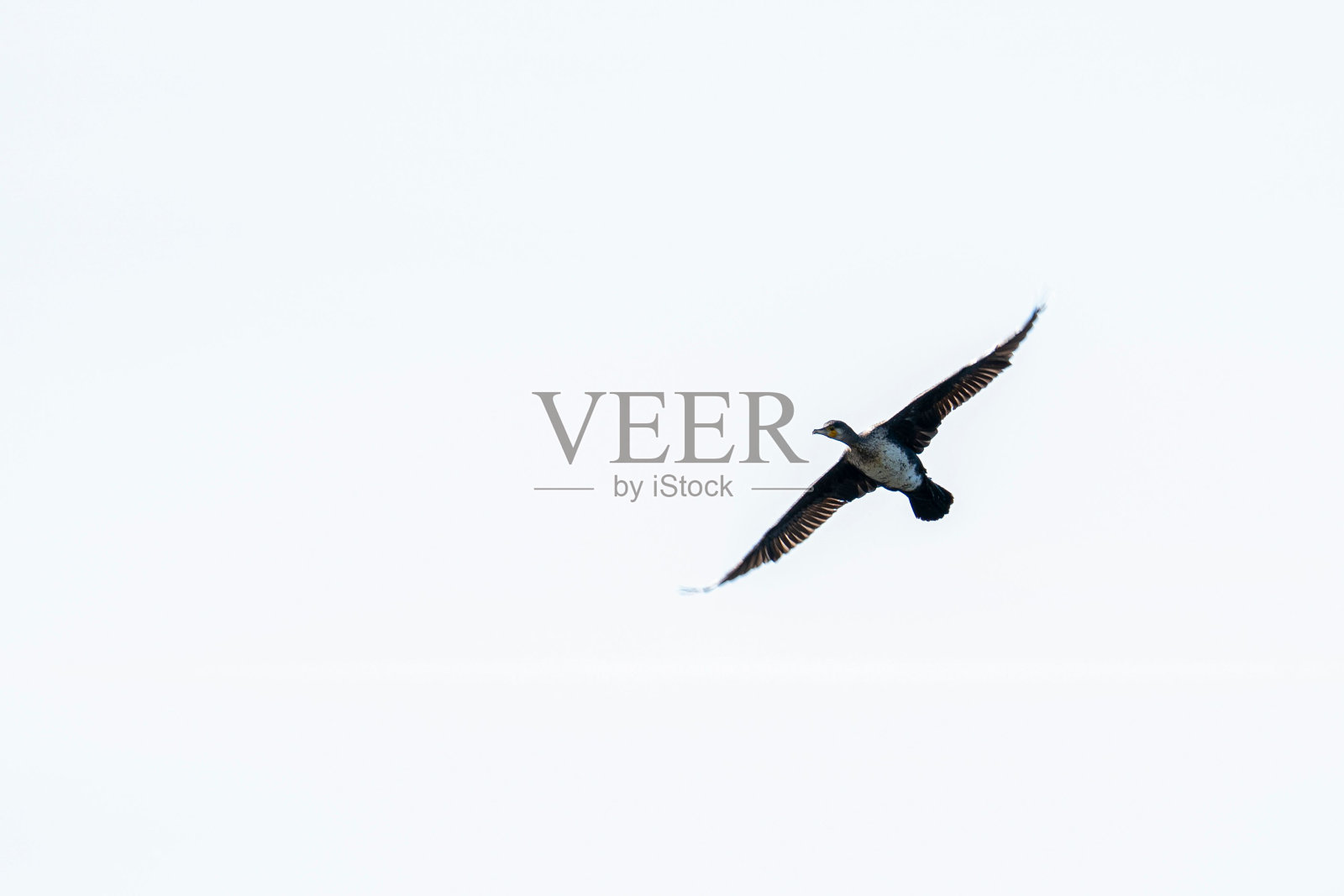 一只大鸬鹚(Phalacrocorax carbo)在蓝天背景下飞行的低角度镜头照片摄影图片