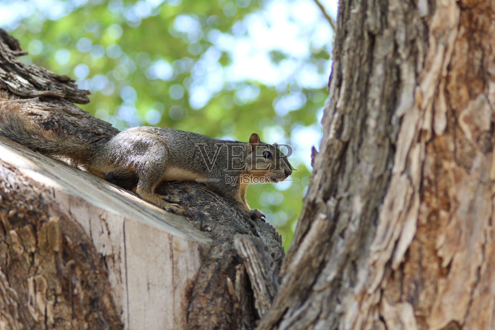 一只地松鼠在树上的特写镜头照片摄影图片