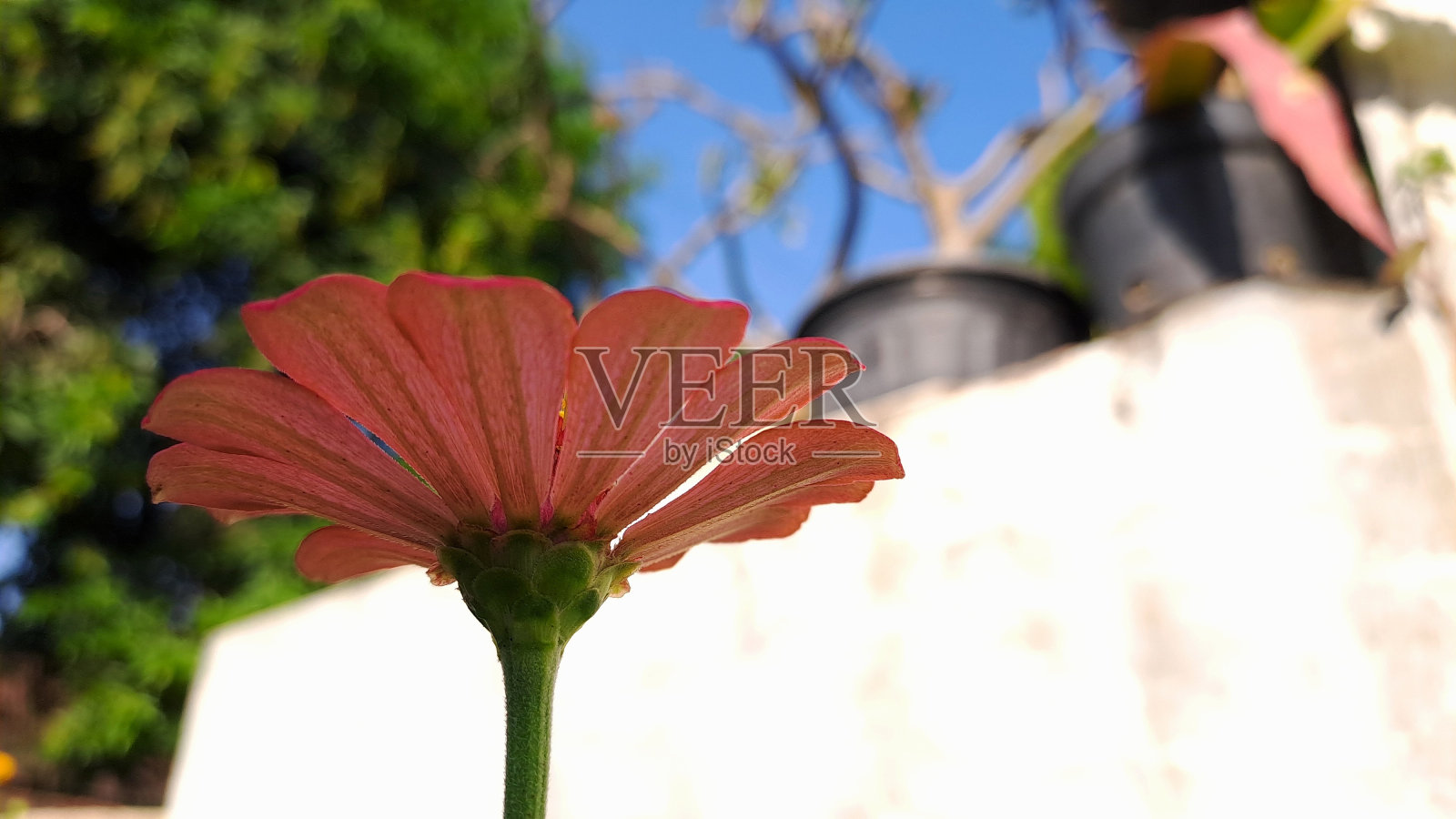 红色的百日菊花朵盛开在花园自然背景春天早晨拍摄照片摄影图片