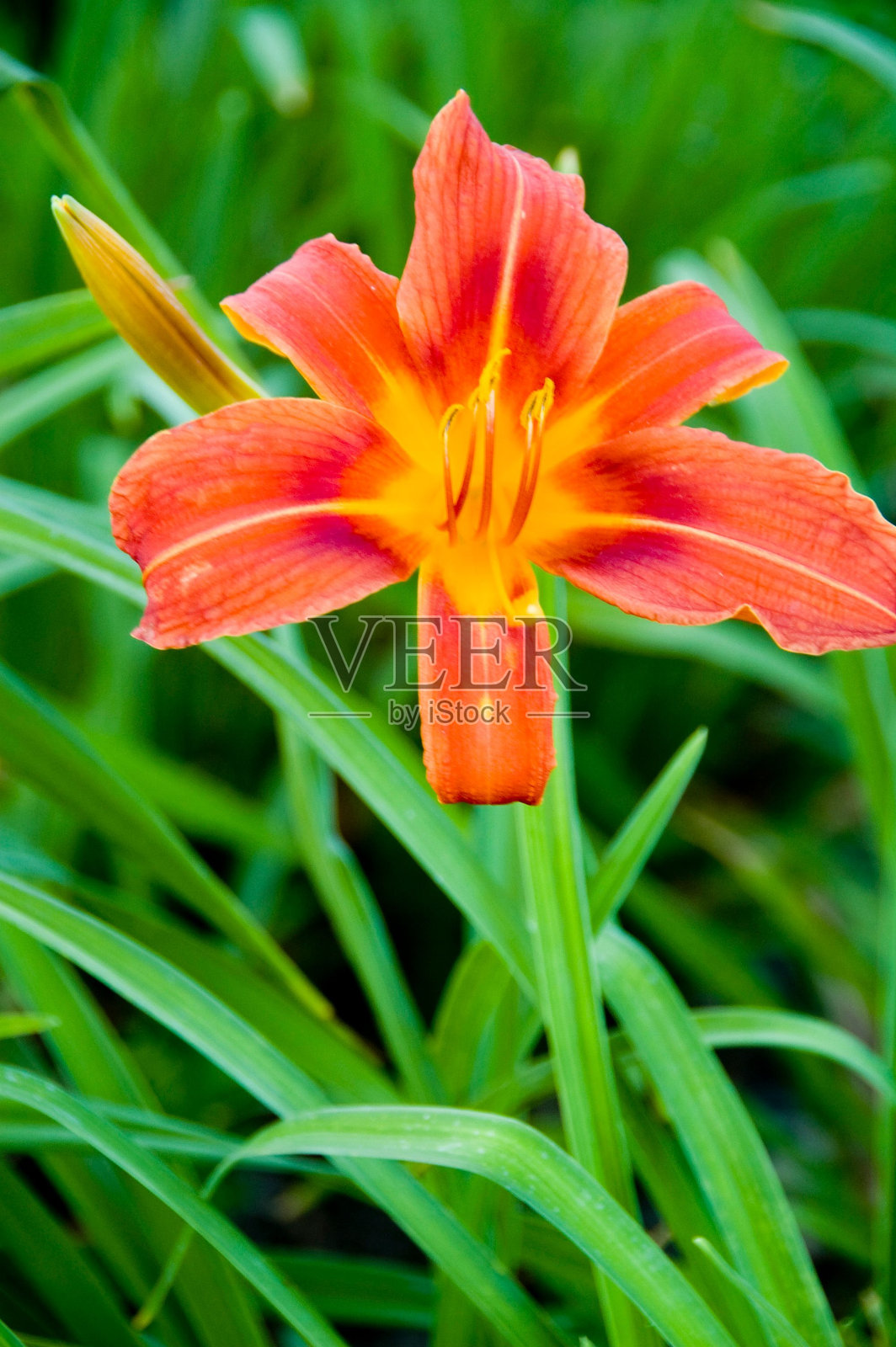 垂直特写的橙黄花菜周围的绿叶户外照片摄影图片