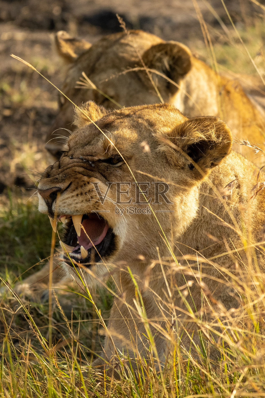 一只愤怒的母狮在草地上的特写照片摄影图片