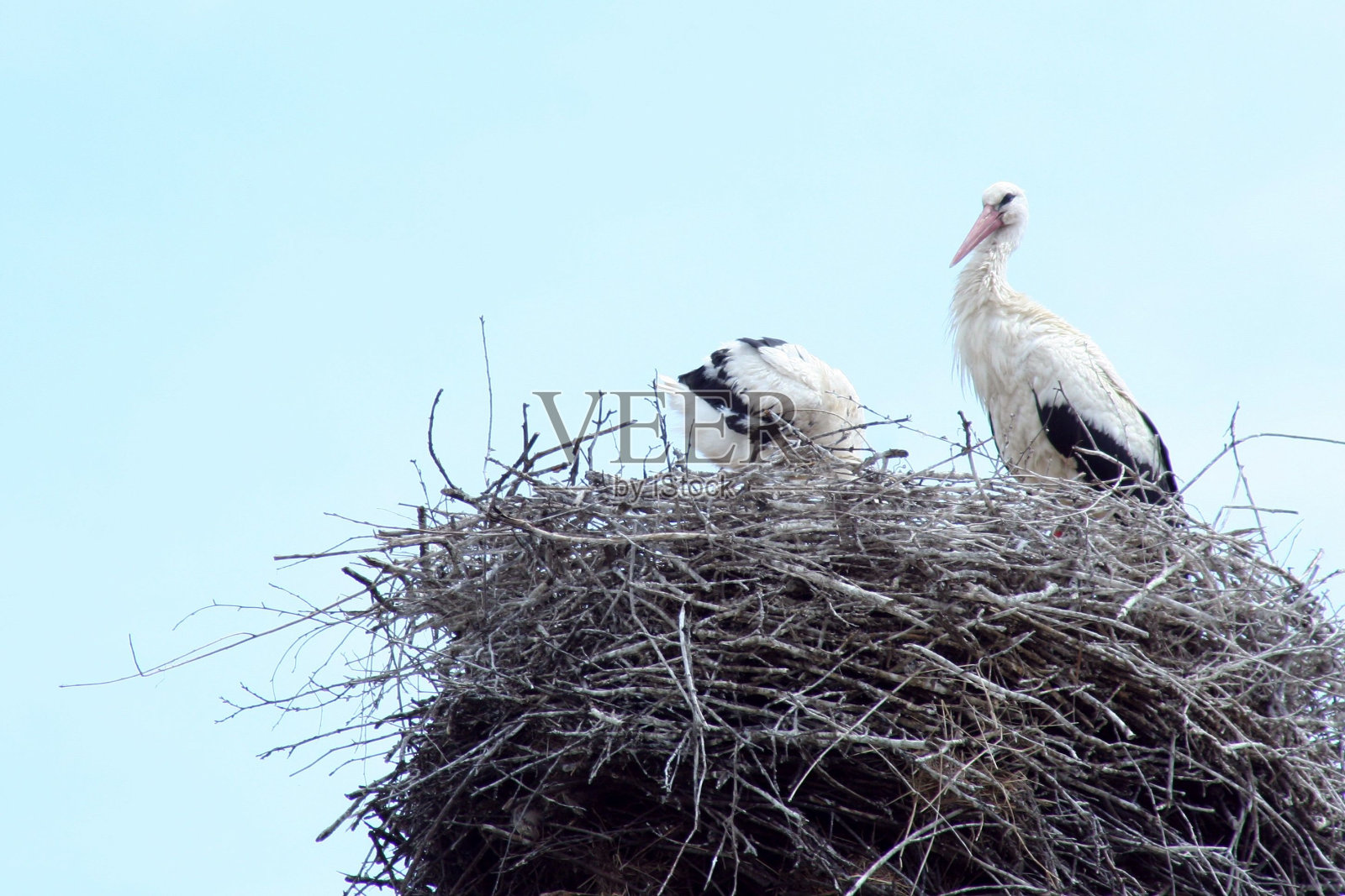 窝里的两只鹳照片摄影图片