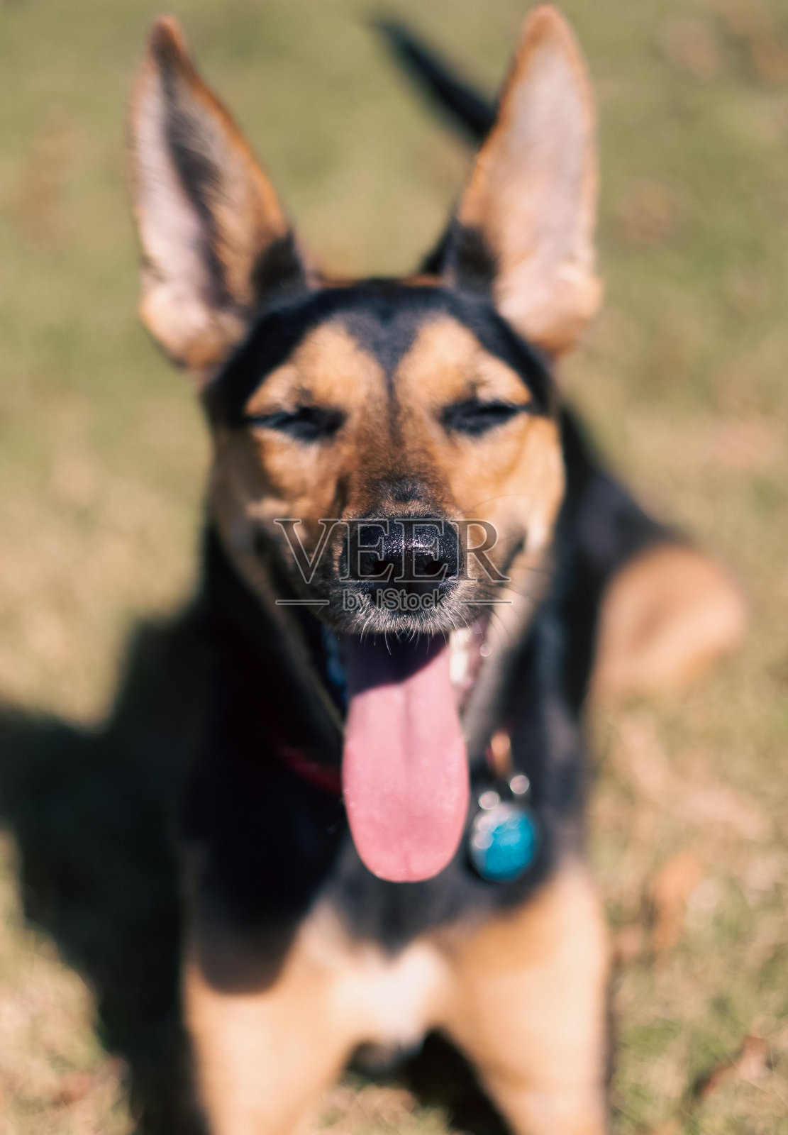 垂直特写拍摄一只在公园里伸出舌头的牧羊犬照片摄影图片