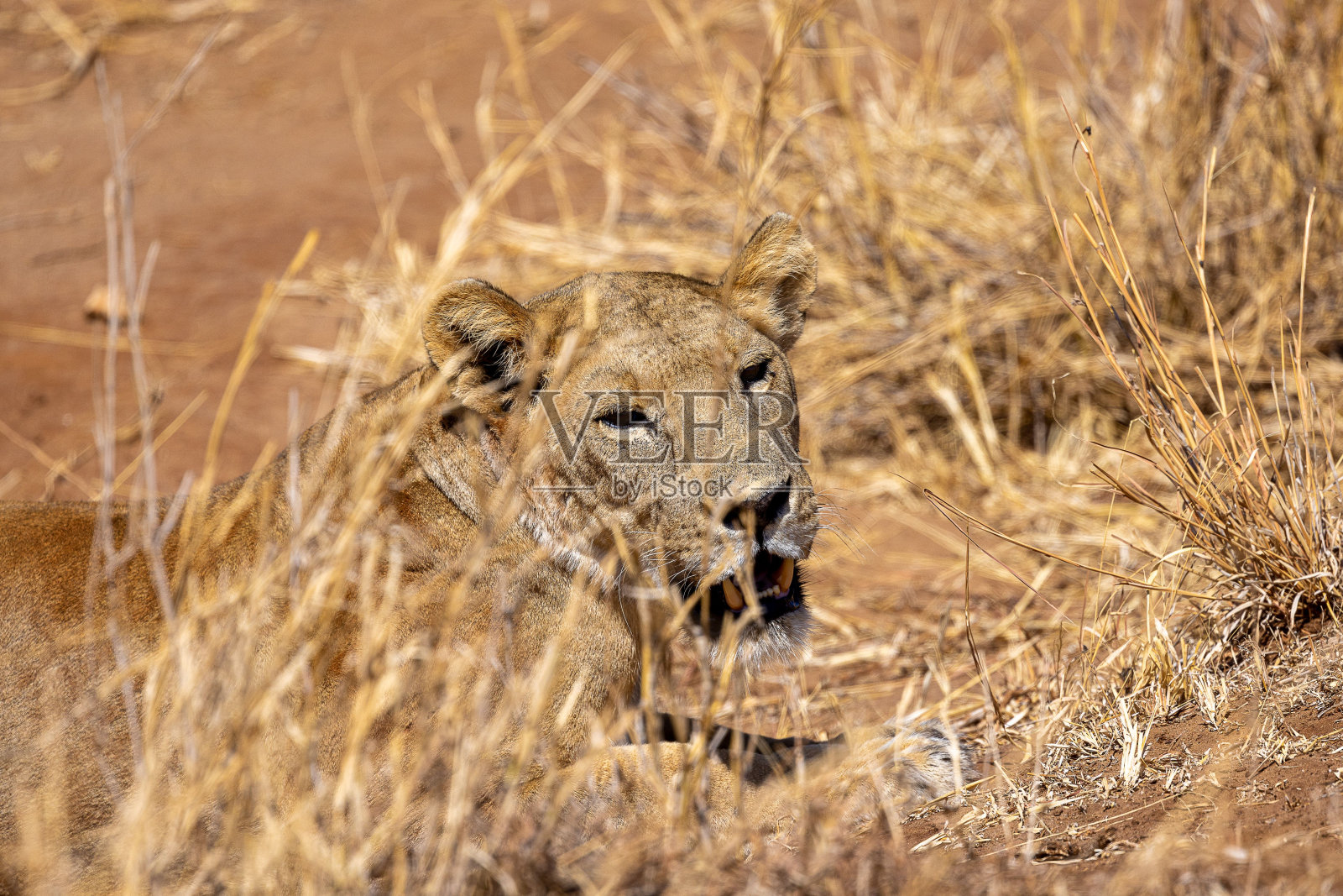 非洲坦桑尼亚野生动物园里，一只雌狮躺在地上寻找猎物照片摄影图片