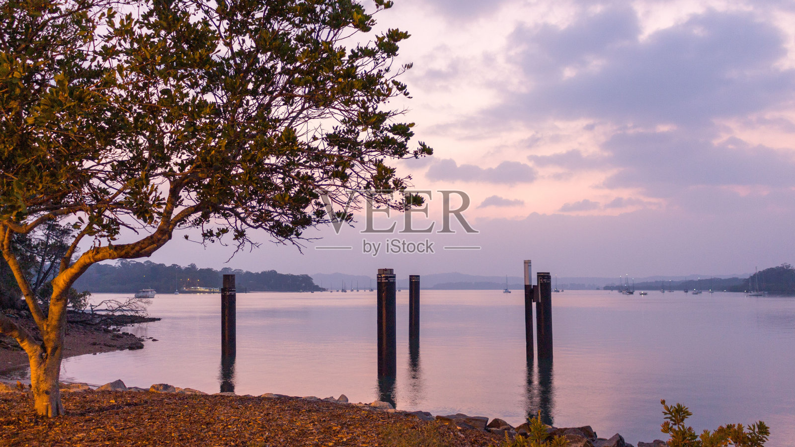有树木的海岸和粉红色的天空照片摄影图片