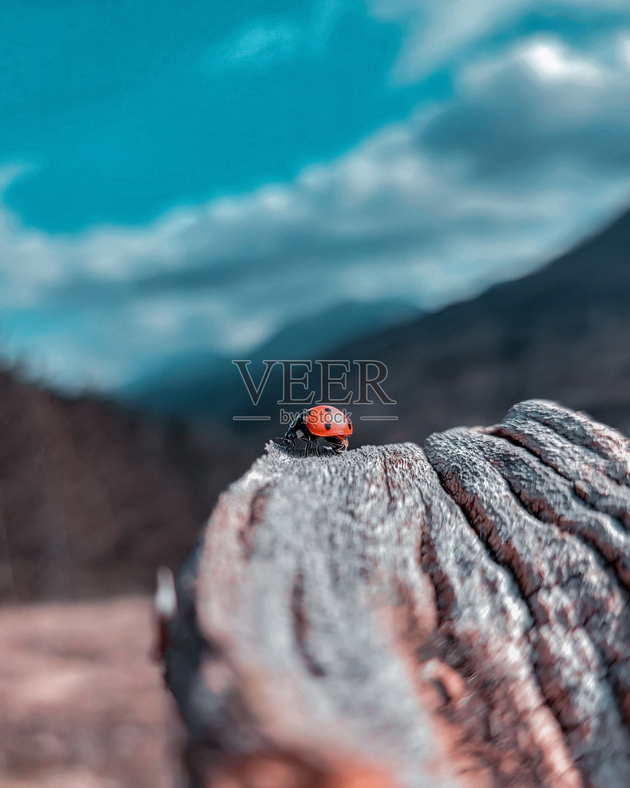 垂直拍摄一只瓢虫在木头上照片摄影图片