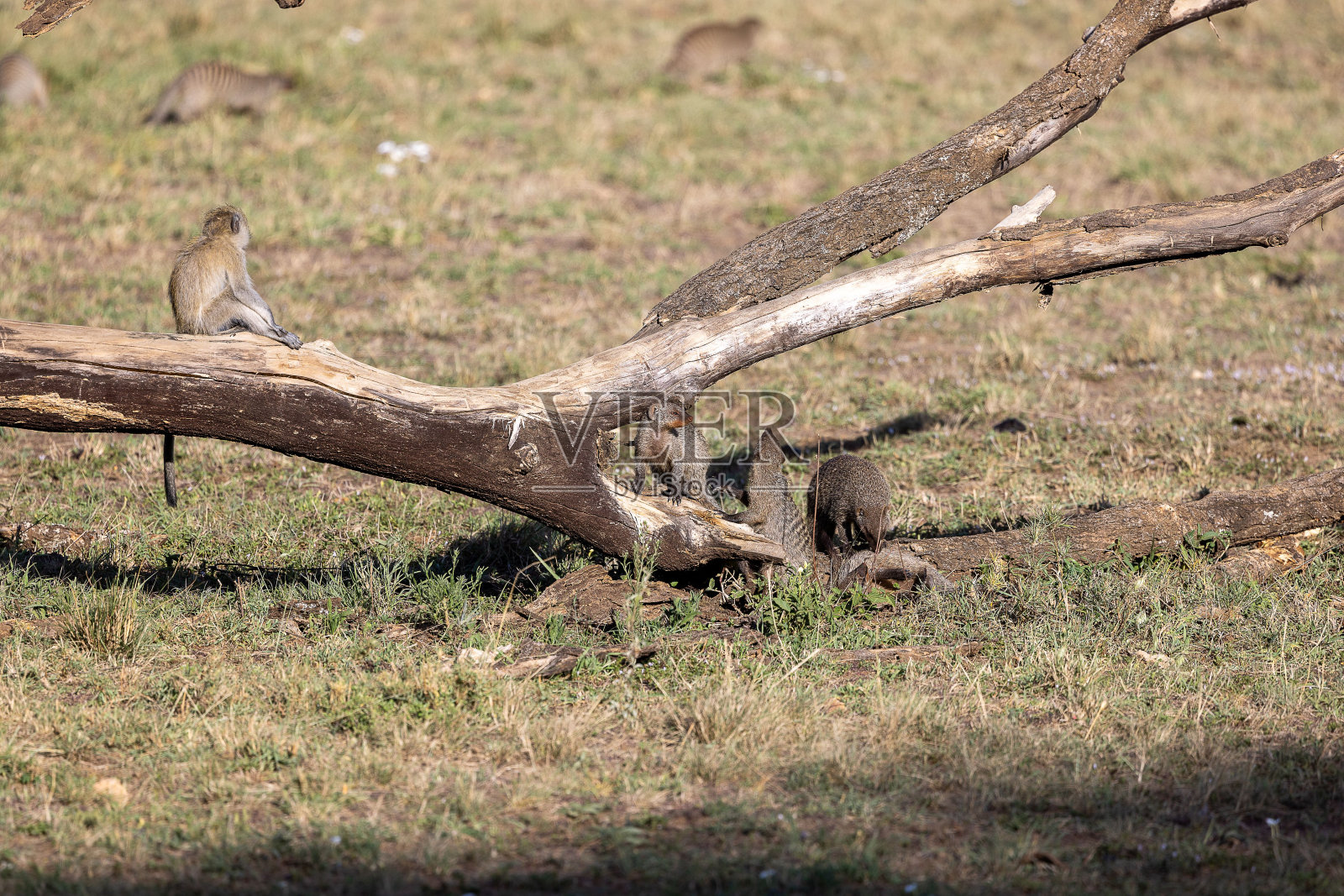 阳光明媚的一天，坦桑尼亚野生动物动物园里，一群猴子站在倒下的树上照片摄影图片