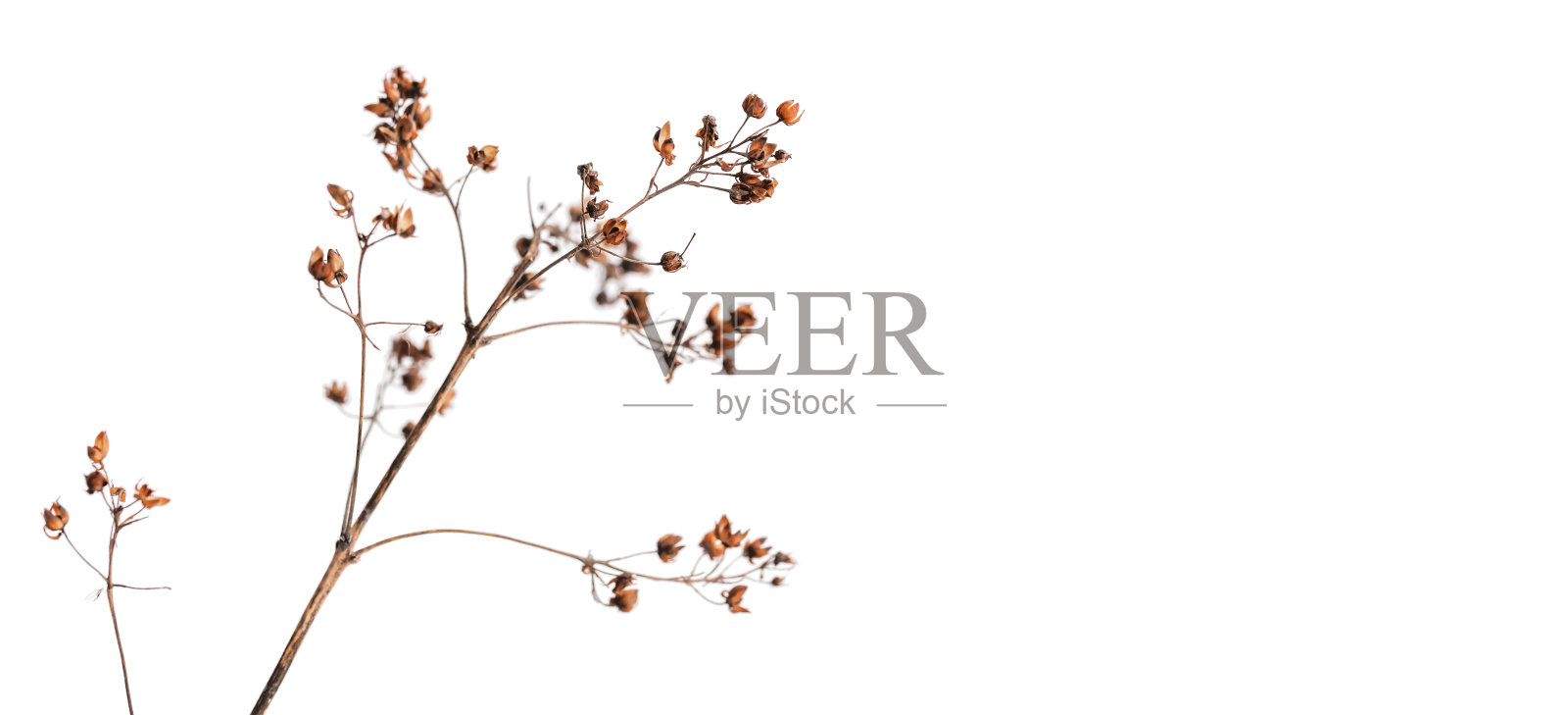 白色背景上孤立的干花，特写照片摄影图片