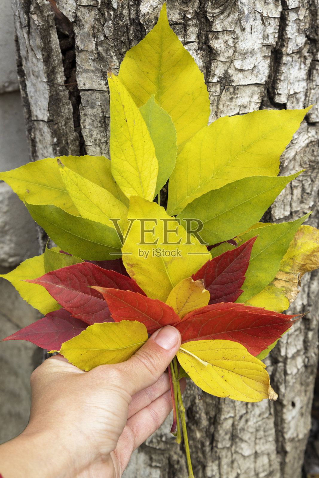 垂直图像的妇女手谁拿着红色，黄色，绿色的叶子对着树照片摄影图片