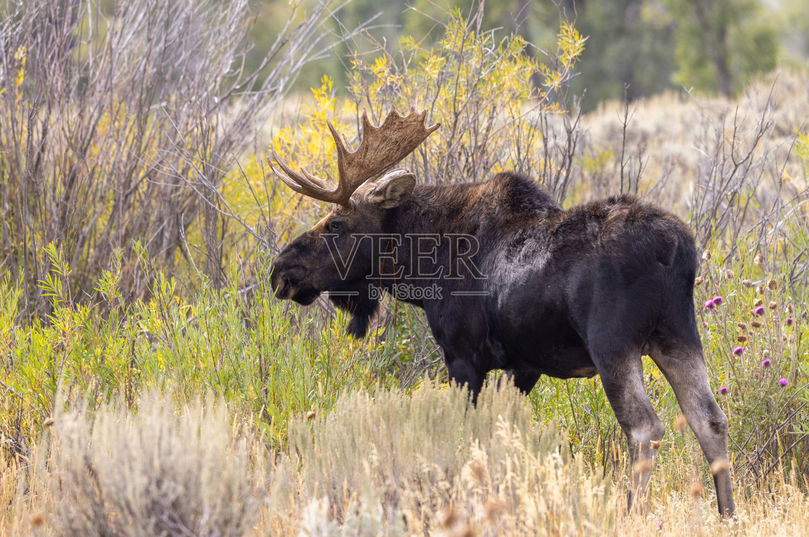 怀俄明州秋天的公驼鹿照片摄影图片