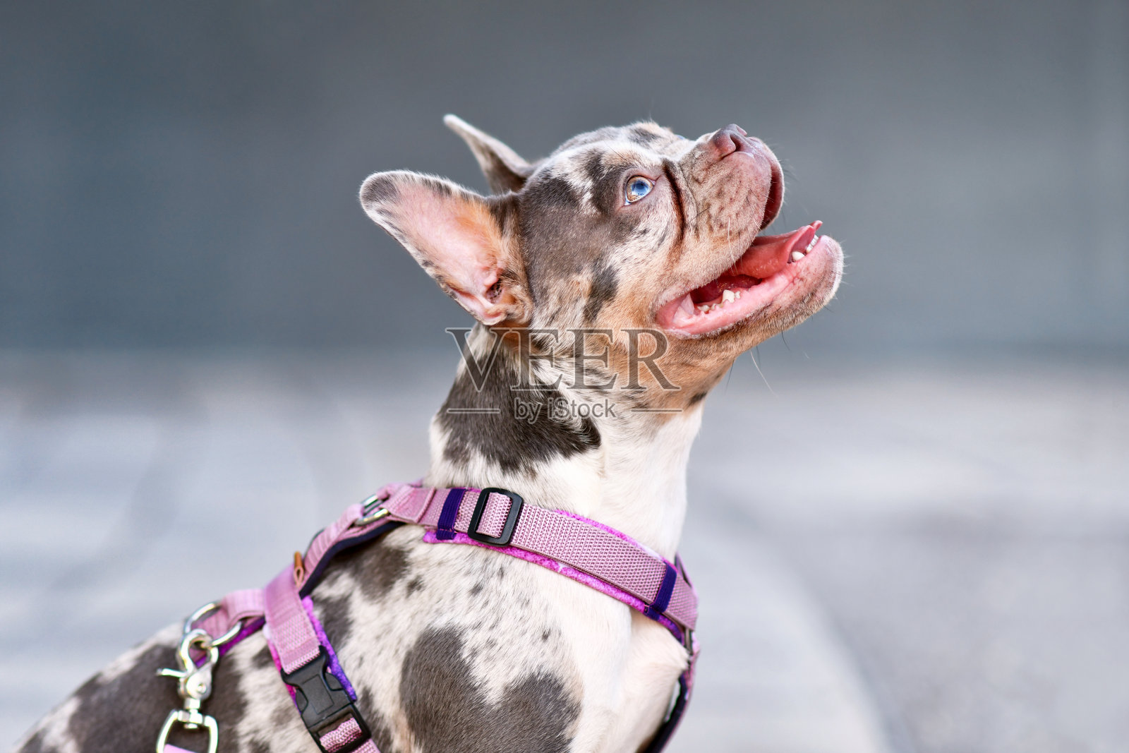 法国斗牛犬，长鼻子，戴粉色狗带照片摄影图片