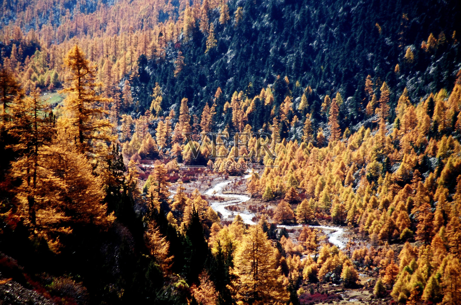 白马雪山的金色森林和小溪海拔4000米照片摄影图片