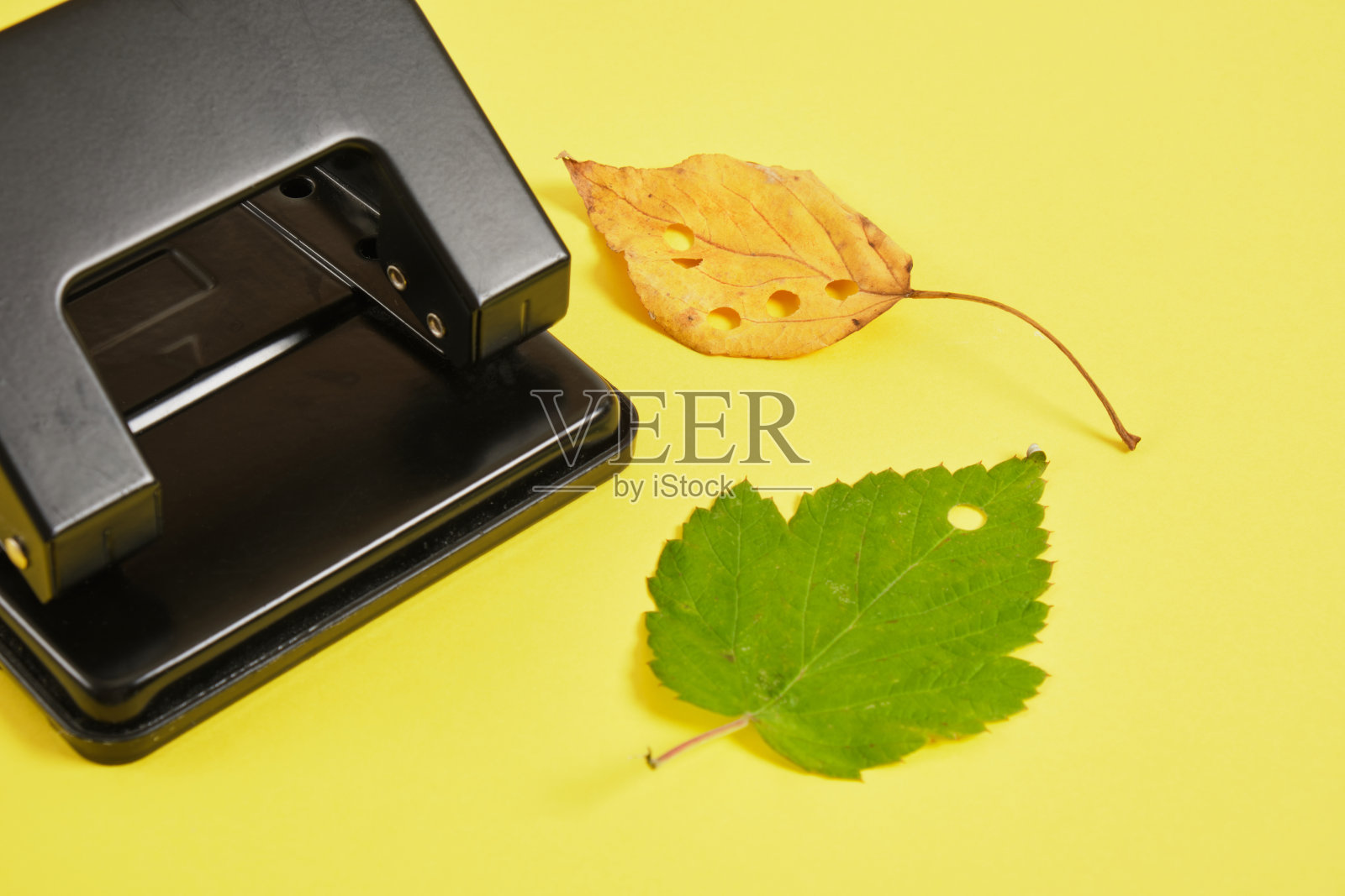 穿孔和秋叶在黄色的背景，生态五彩纸屑从天然材料照片摄影图片