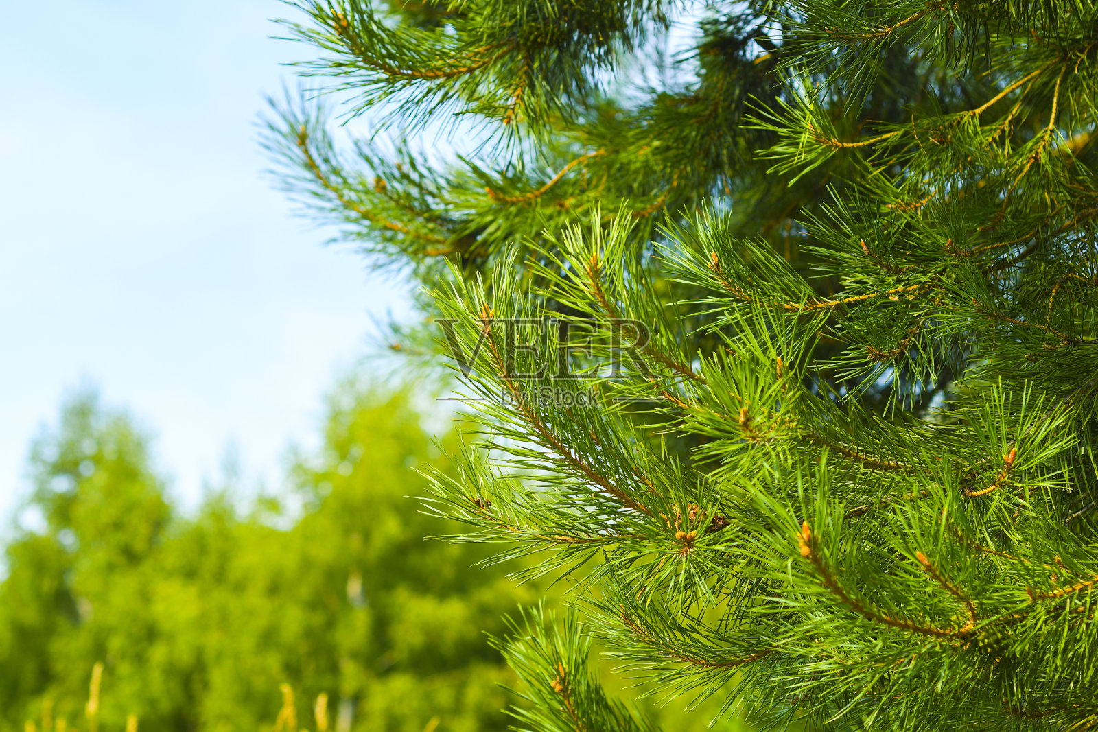 夏季森林中云杉树枝的特写。一种针叶树植物的明亮的针。照片摄影图片