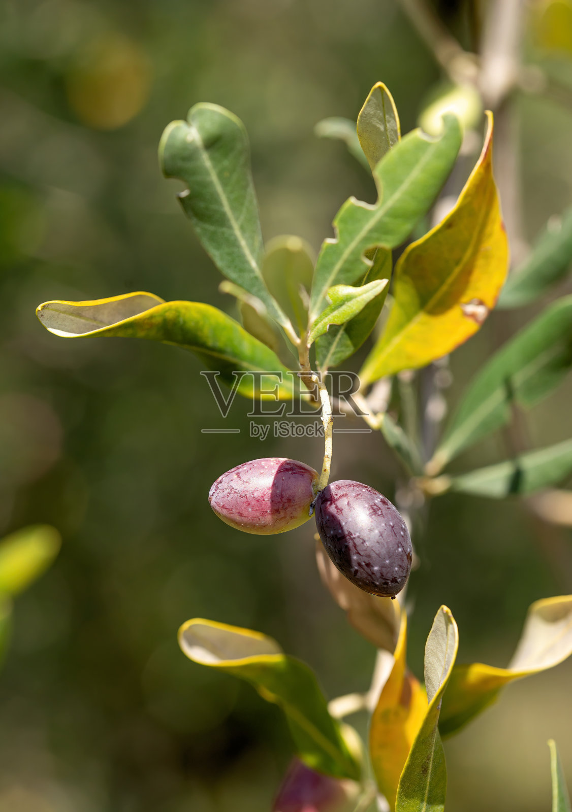 树枝上的橄榄特写照片摄影图片
