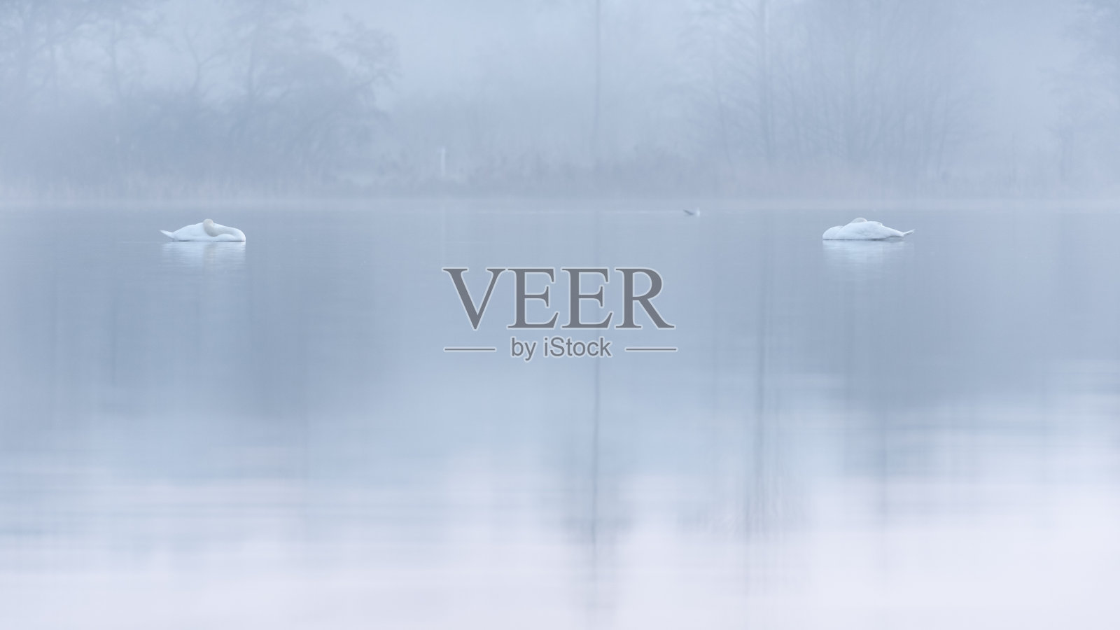 天鹅夫妇睡在朦胧的湖面上。诺福克湖区照片摄影图片