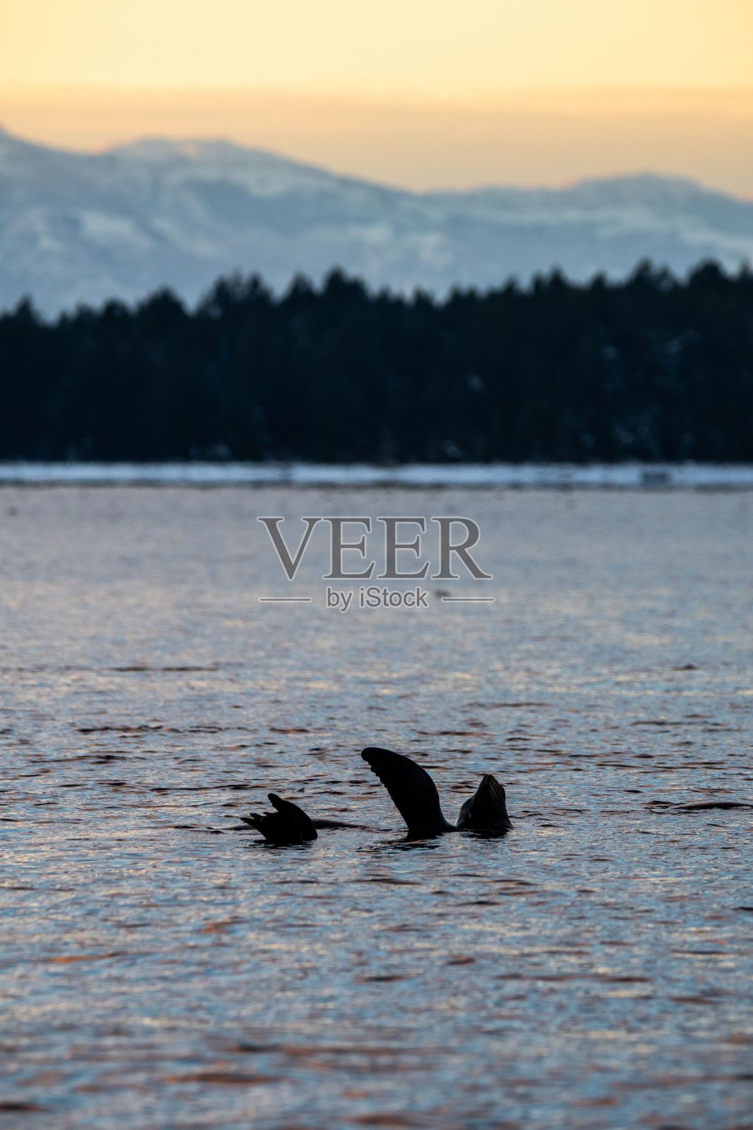 日落时海面上的海狮对着树木照片摄影图片