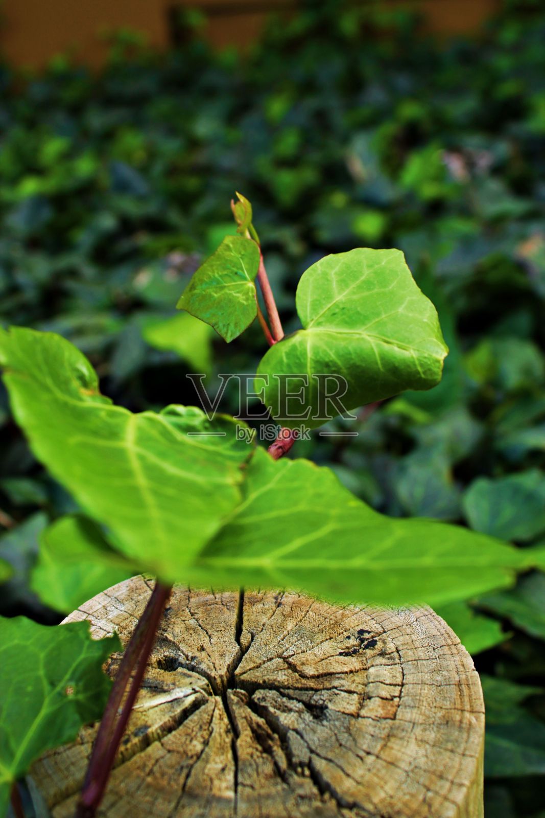 盛开的植物叶子的特写照片摄影图片