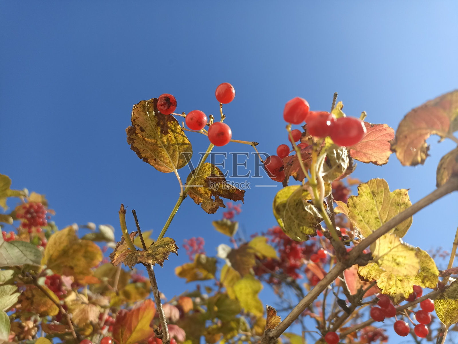 Viburnum opulus，圭尔玫瑰或圭尔玫瑰，是一种开花植物，在蔷薇科(前身为蔷薇科)照片摄影图片