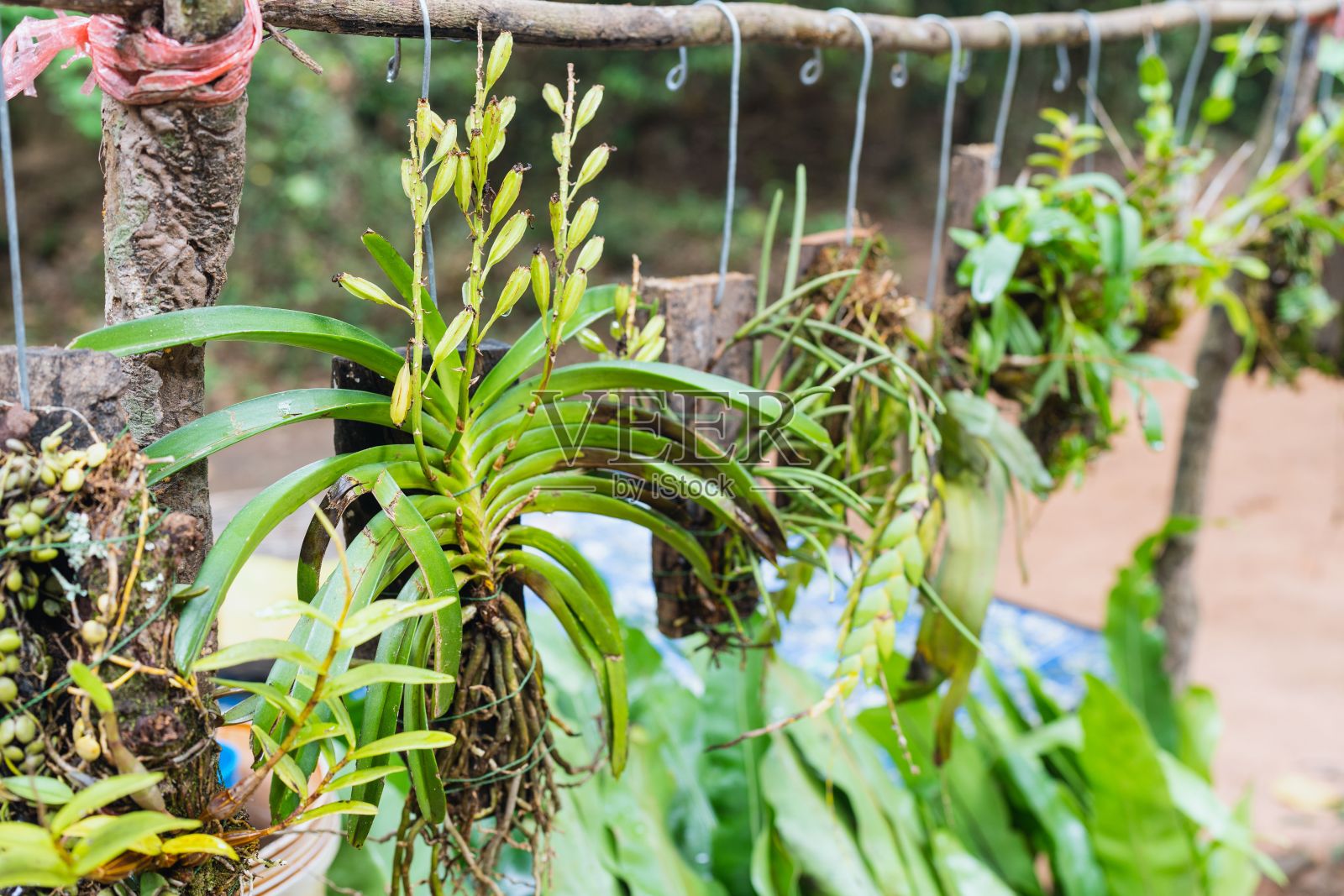 兰花挂在花园里的特写镜头照片摄影图片