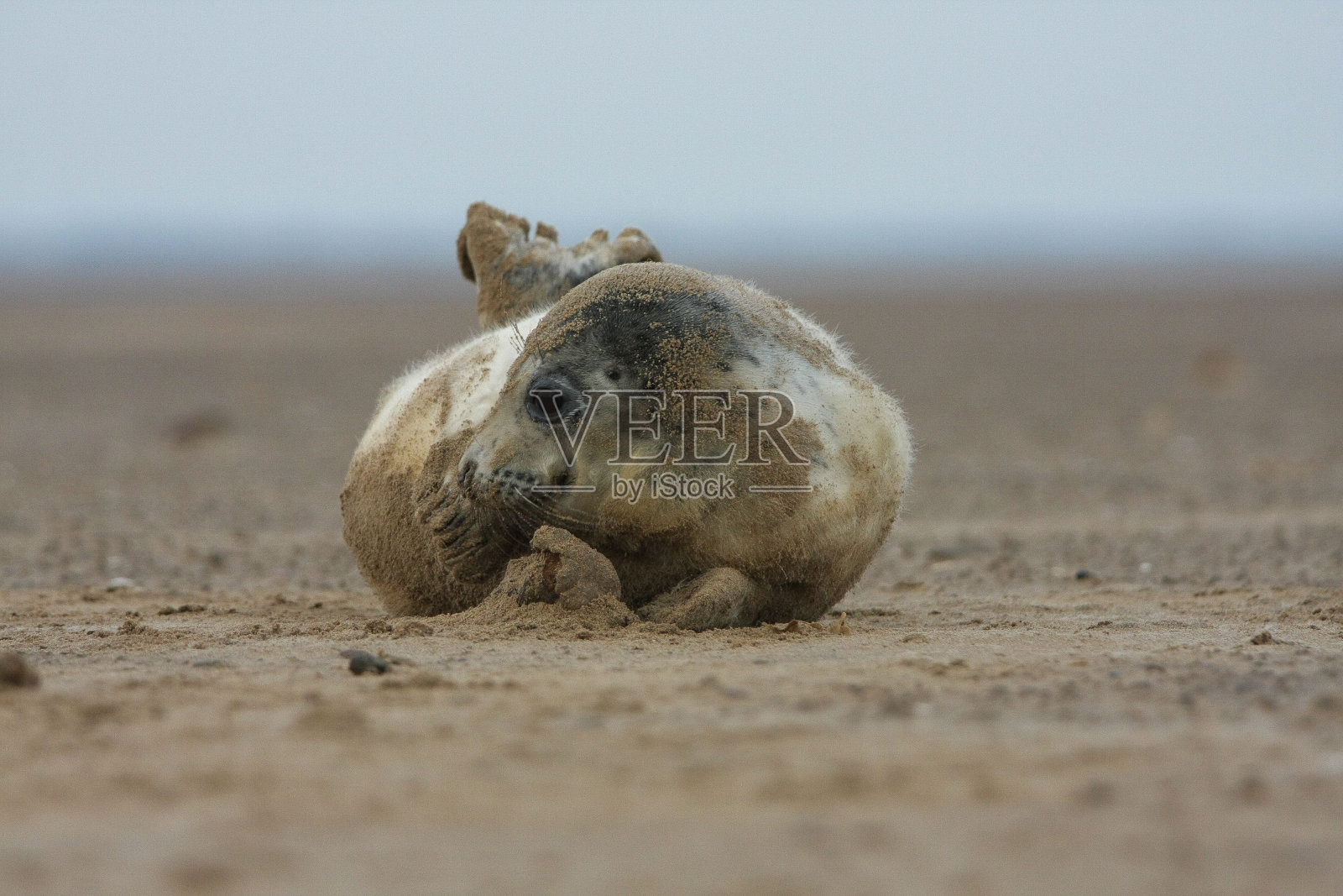 有趣的小海豹躺在地上照片摄影图片
