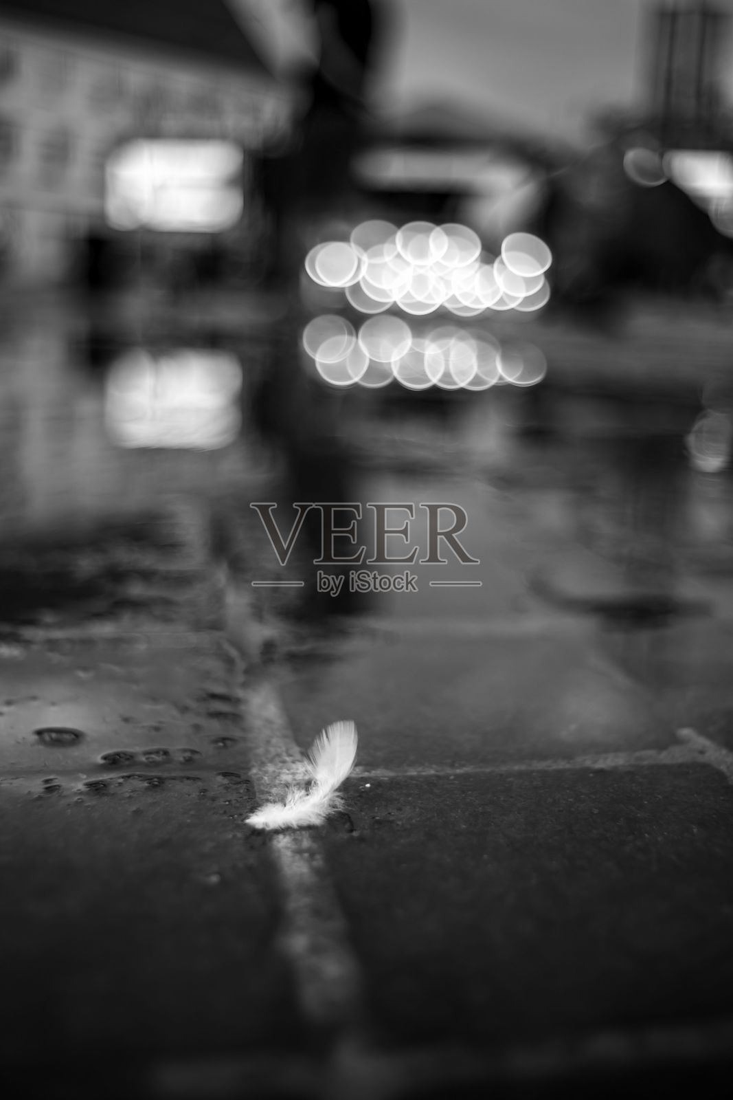 湿地上一根羽毛的灰度图照片摄影图片