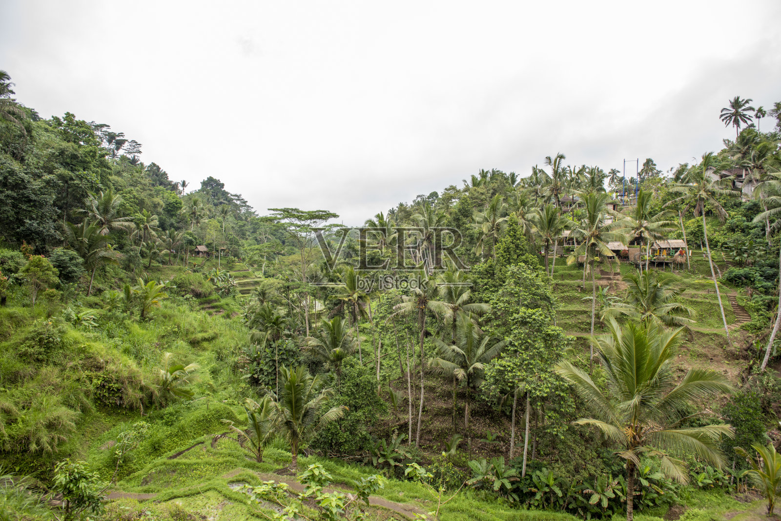 乌布稻田照片摄影图片