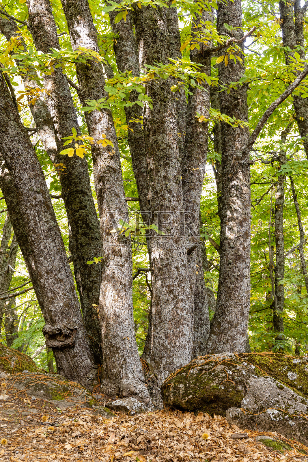 在Castanar El Tiemblo的栗子森林。阿维拉(西班牙)照片摄影图片