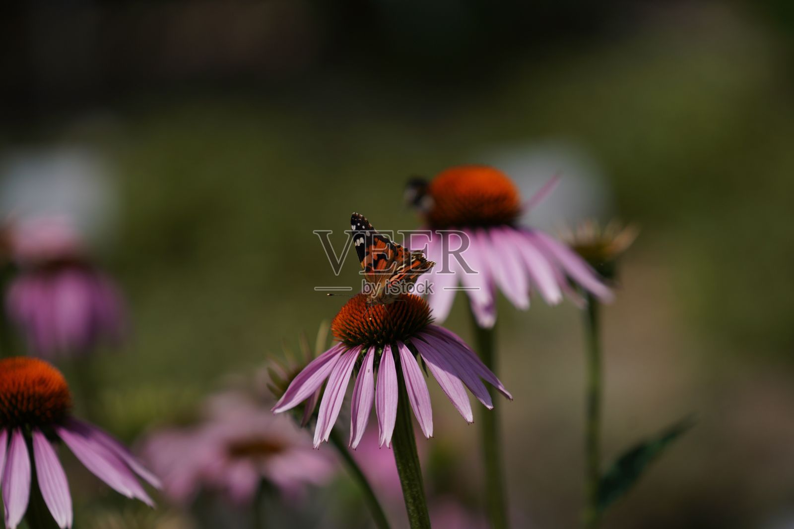 特写镜头的紫色圆锥花和一个橙色的蝴蝶照片摄影图片
