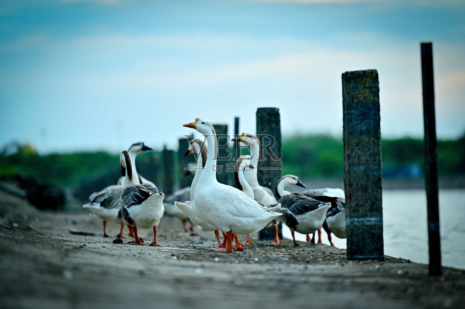 鹅在湖边散步的特写镜头照片摄影图片