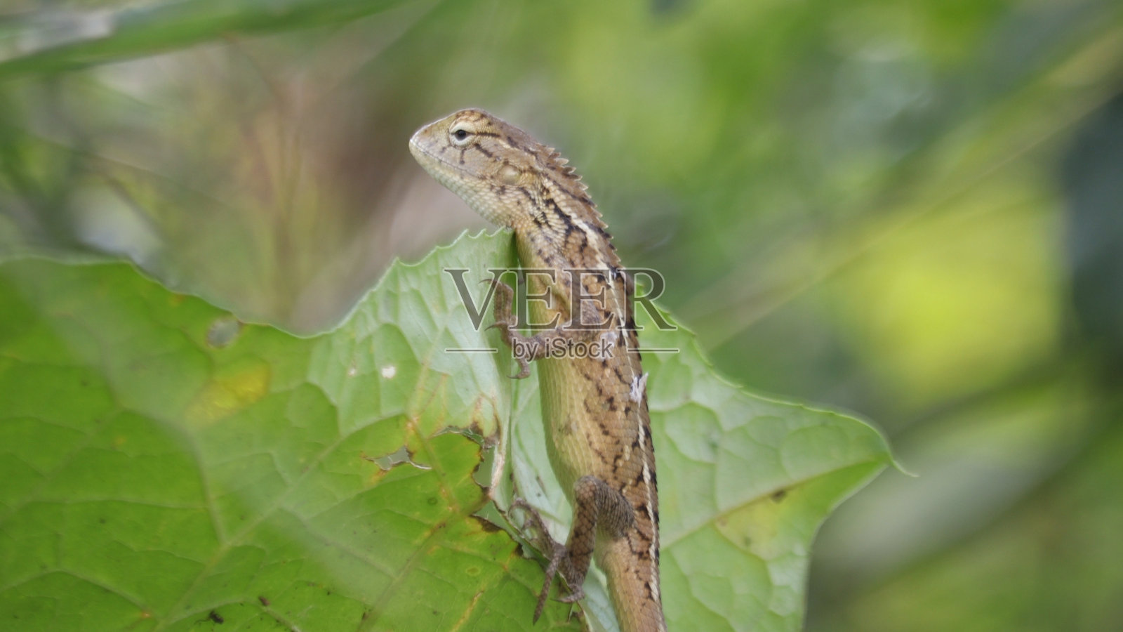 婴儿变色龙照片摄影图片
