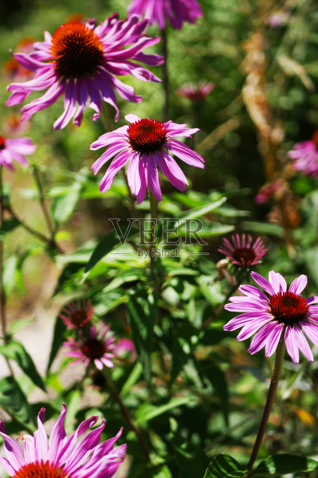 紫锥菊开花。草本花卉。照片摄影图片