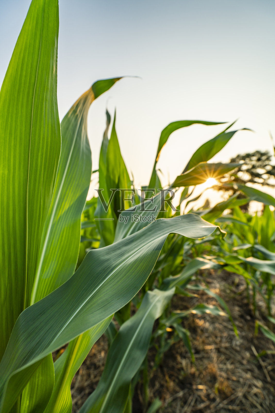 玉米照片摄影图片