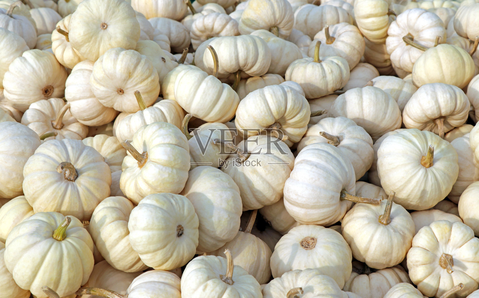 白色的Baby Boo南瓜(可食用南瓜)照片摄影图片