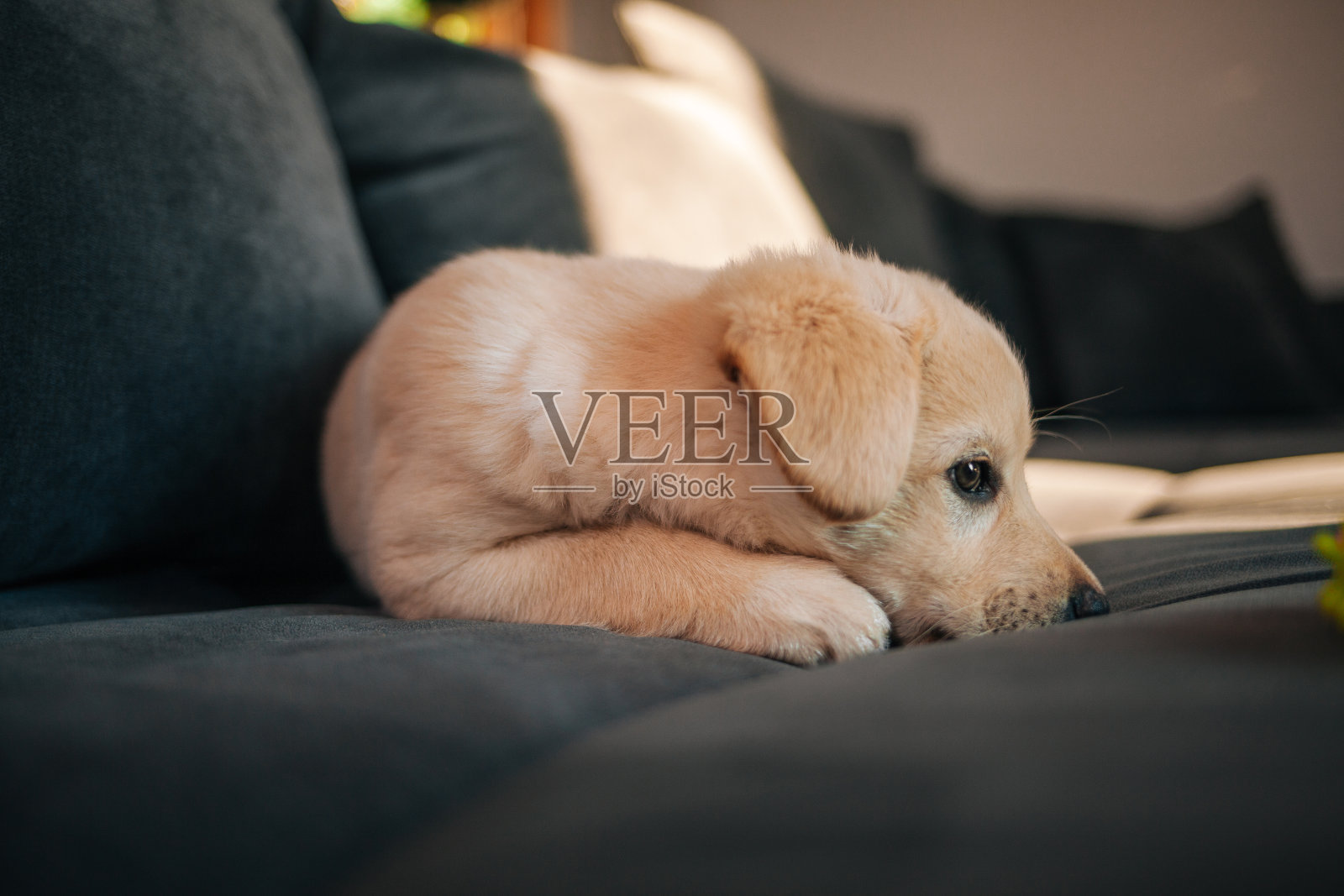 拉布拉多猎犬小狗在沙发上玩玩具照片摄影图片