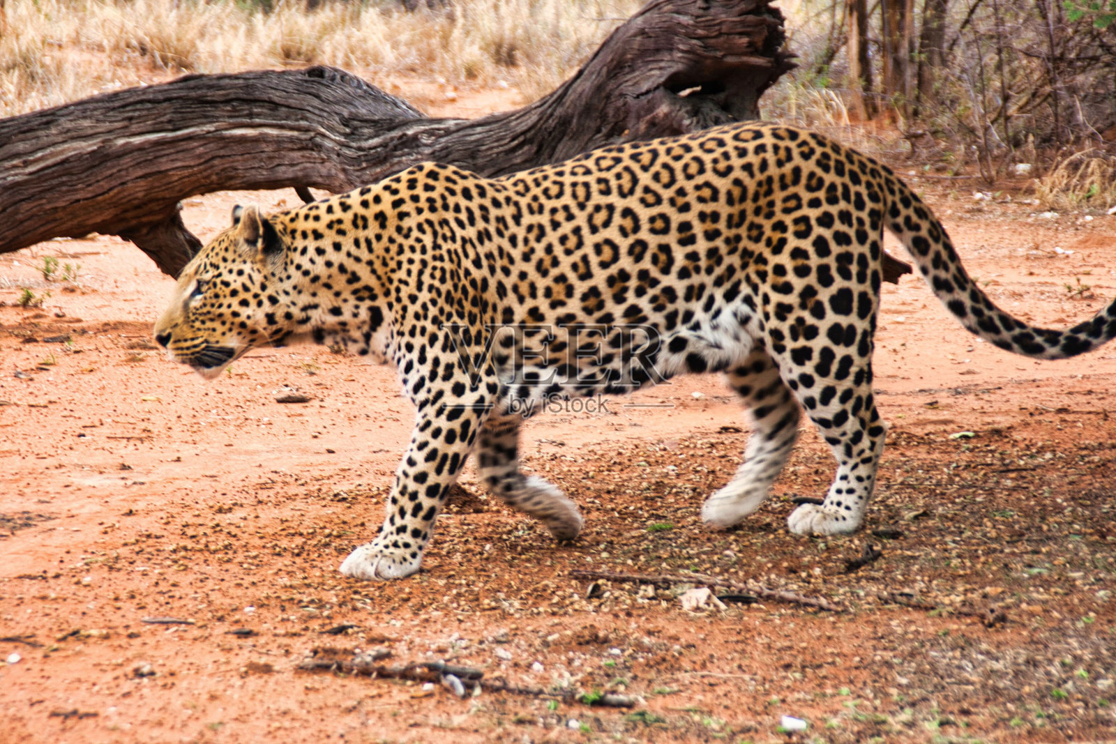疯狂而饥饿的非洲豹在非洲南部纳米比亚的稀树大草原上漫步照片摄影图片