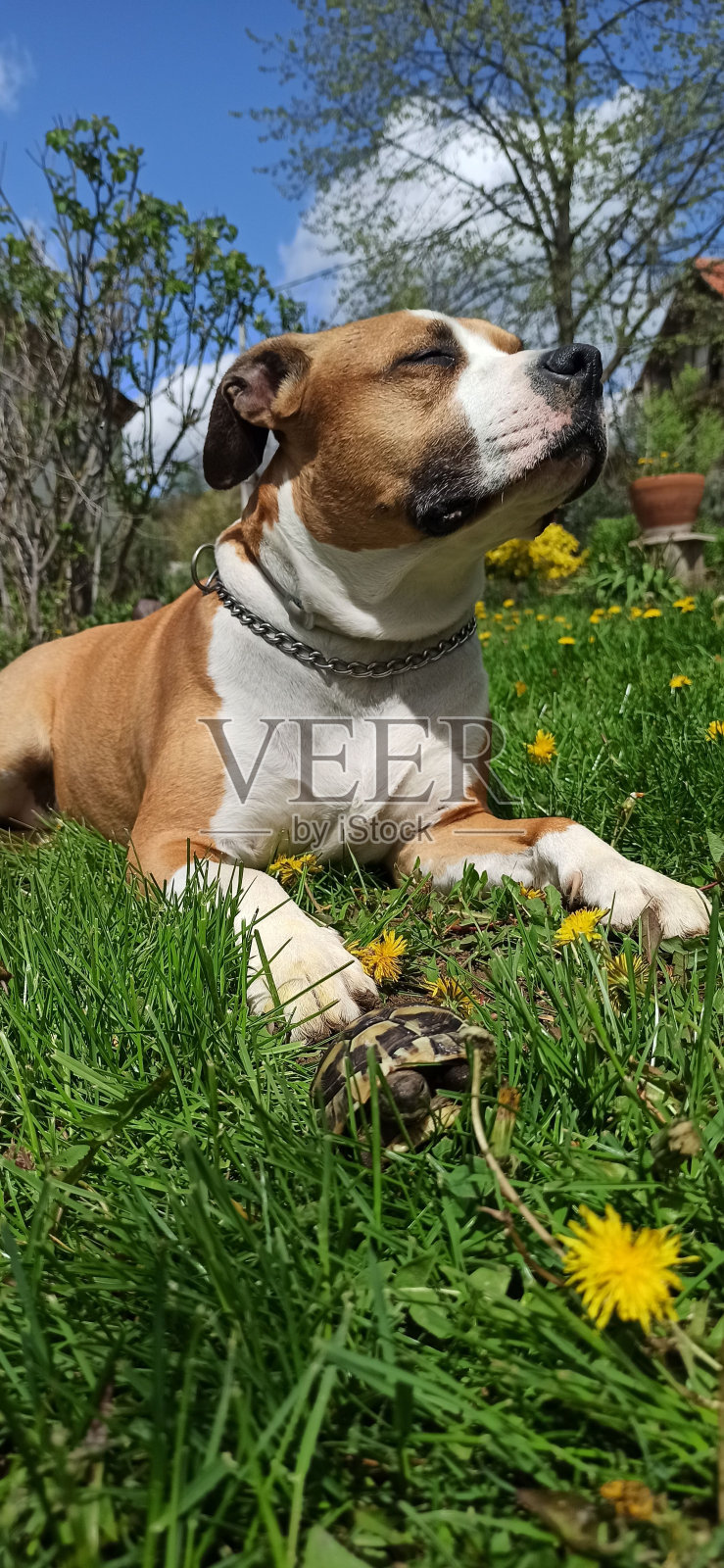 可爱的美国斯塔福德犬和赫尔曼龟在院子里享受阳光照片摄影图片