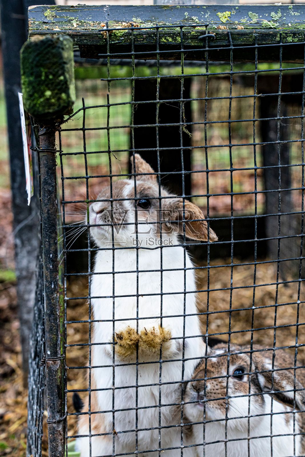 花园里笼子里的两只兔子的垂直镜头照片摄影图片