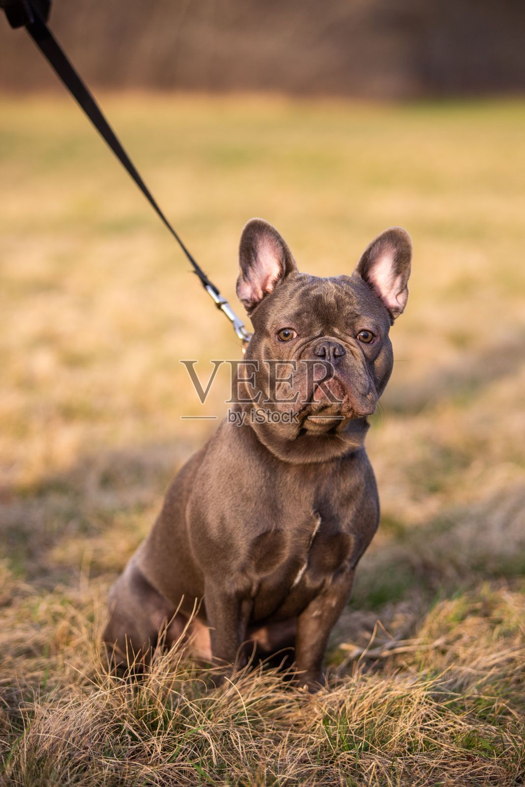 美丽的肖像，一只法国牛头犬拴着皮带在田野里照片摄影图片