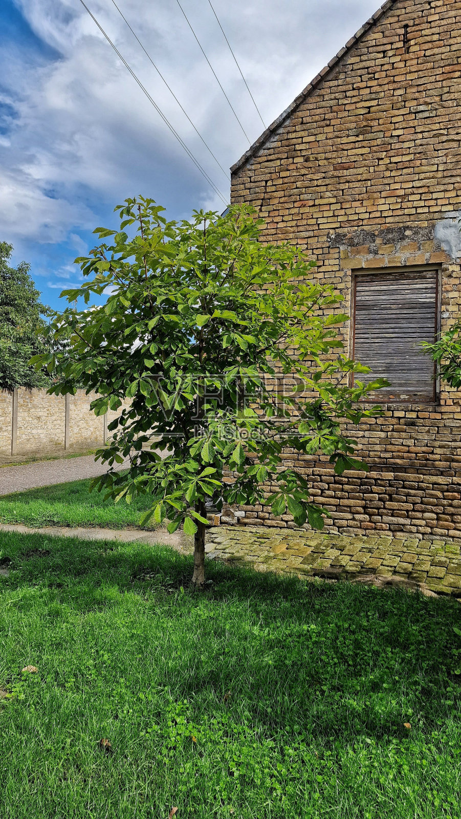 垂直的砖墙房子和后院的树木和绿色的草照片摄影图片