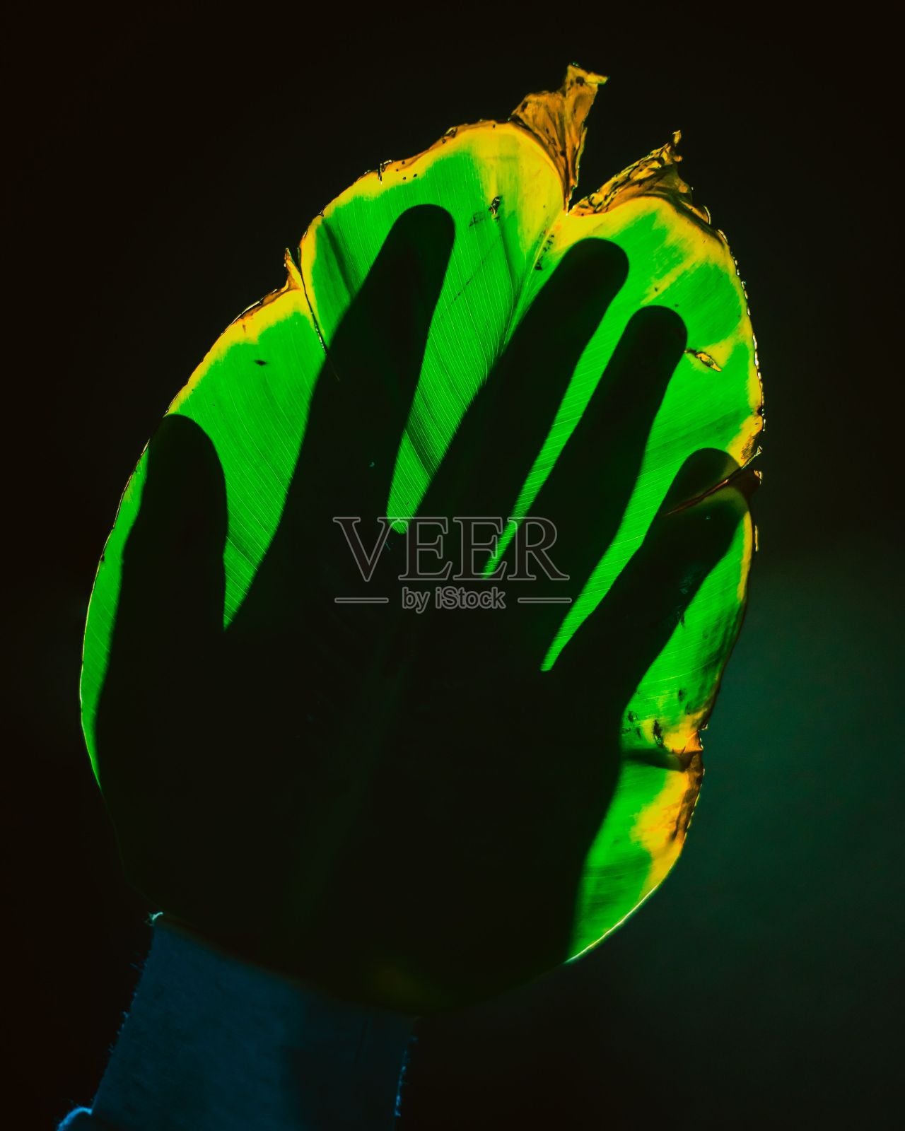 从绿叶的另一边可以看到一只手的影子的垂直镜头照片摄影图片